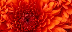 Chrysanthemum