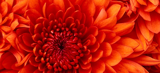 Chrysanthemum